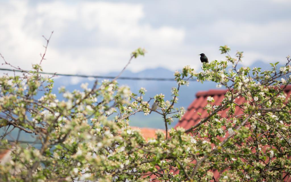 Casa Mosului - Transfagarasan Bed & Breakfast Cîrţişoara Eksteriør billede