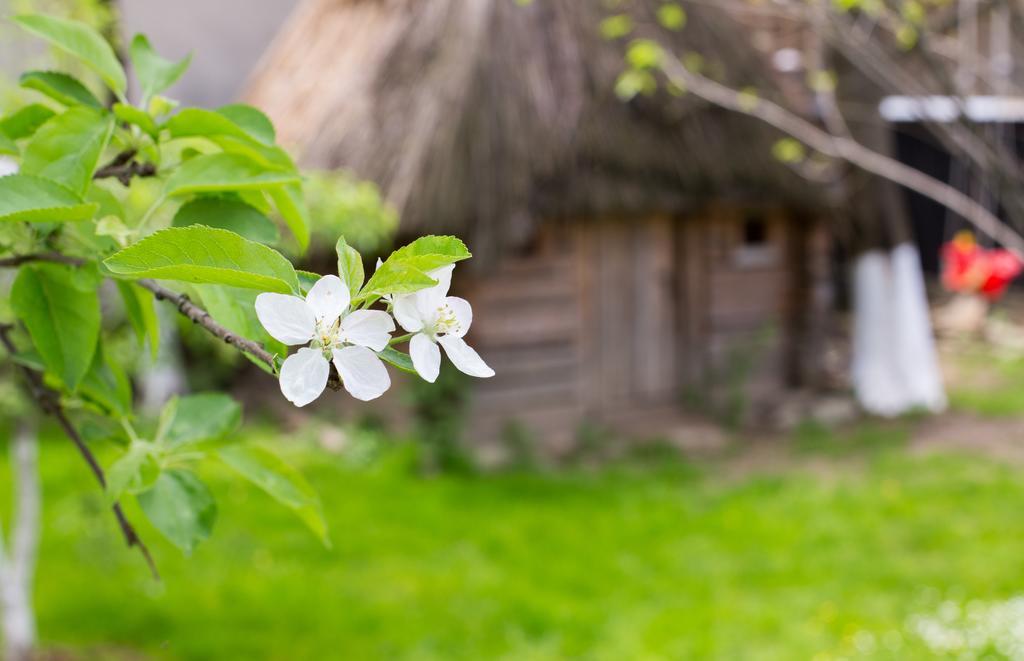 Casa Mosului - Transfagarasan Bed & Breakfast Cîrţişoara Eksteriør billede