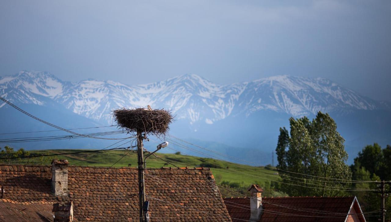 Casa Mosului - Transfagarasan Bed & Breakfast Cîrţişoara Eksteriør billede